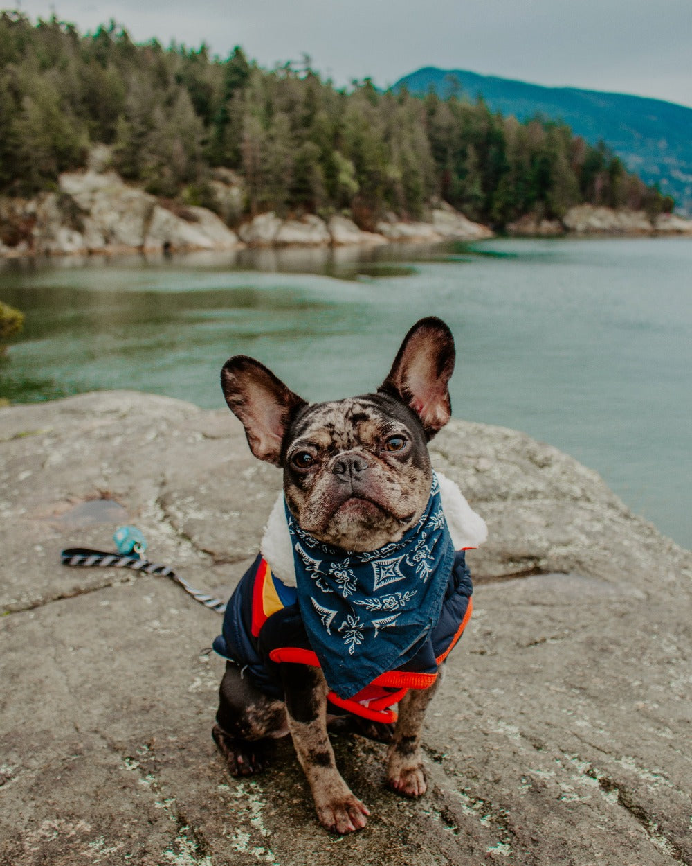 French bulldog wearing a bandana and jacket sitting on a rock by a lake with forested hills in the background.