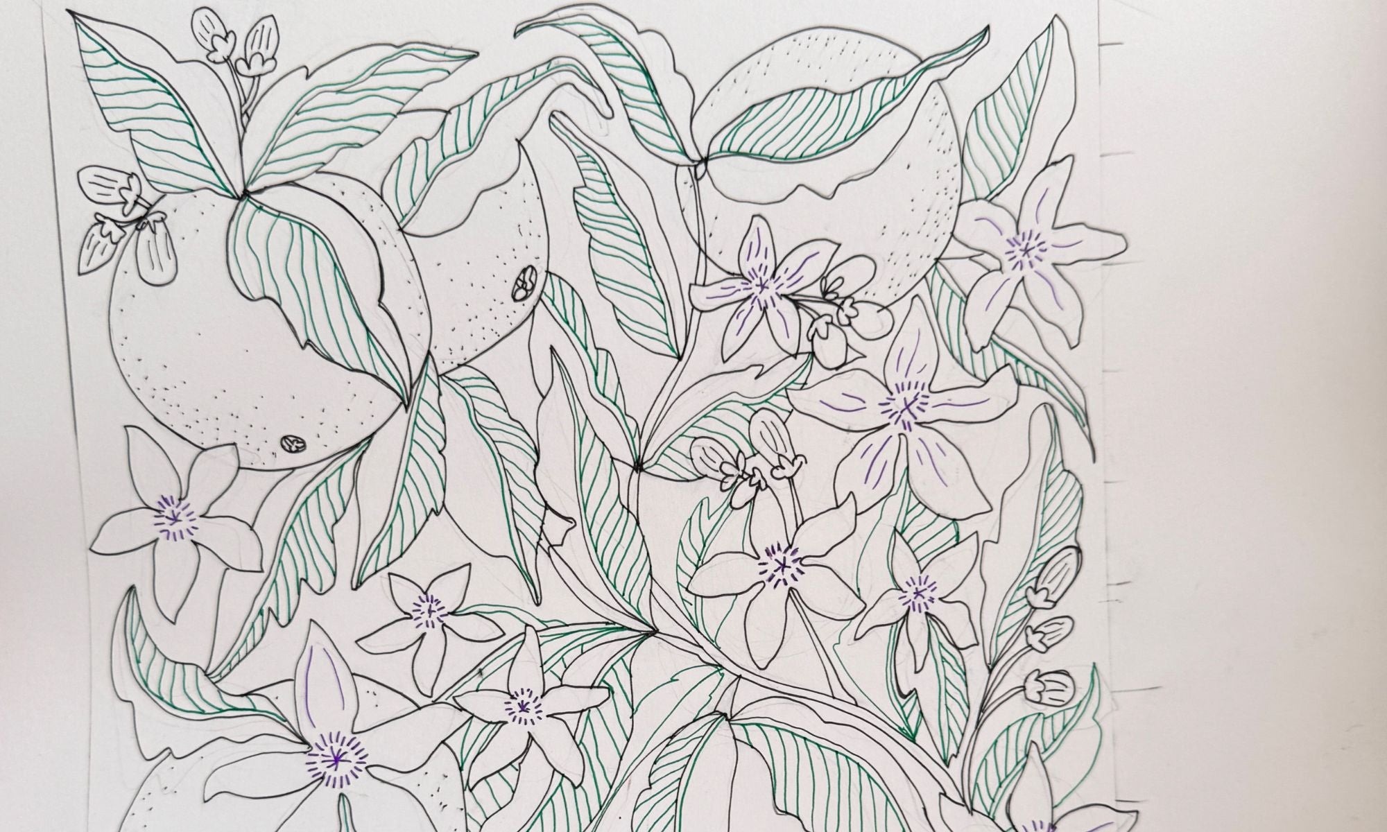 Botanical line drawing with citrus fruits, green-striped leaves and pale five-petal flowers with purple centers